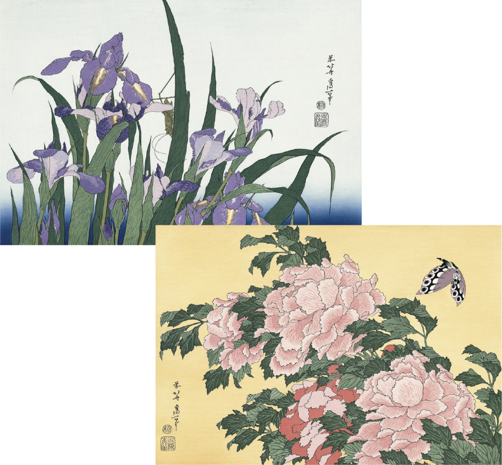 K0647 葛飾北斎「菊」紙本 工芸 花鳥 花 浮世絵 江戸期 花 骨董 掛け軸