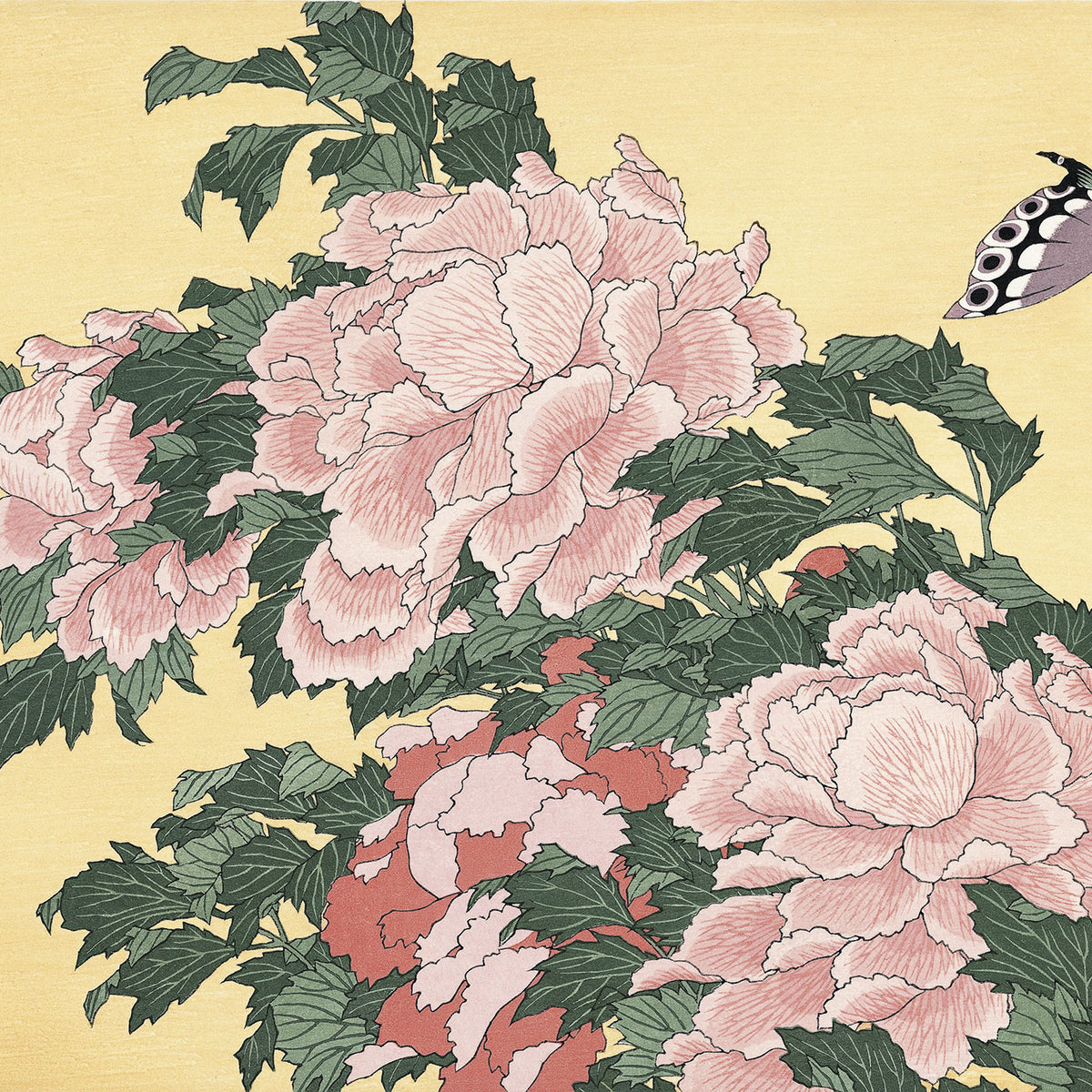 Tree-peony and Butterfly Tree-peony and Butterfly